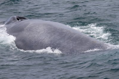 Blauwe Vinvis - Blue Whale