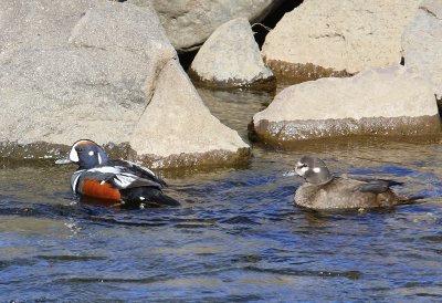 Harlekijneenden - Harlequin Ducks