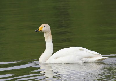 Wilde Zwaan - Whooper Swan
