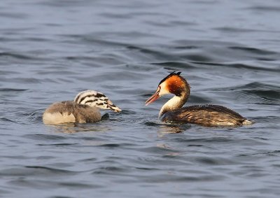 Futen - Great Crested Grebes