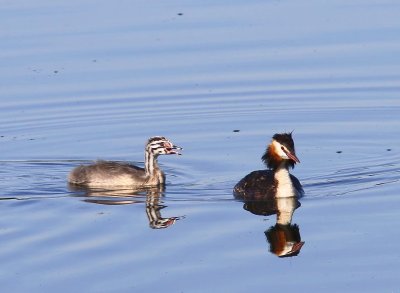 Futen - Great Crested Grebes