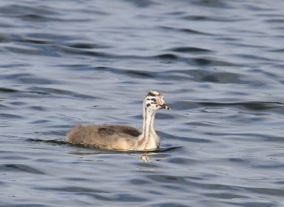 Fuut - Great Crested Grebe