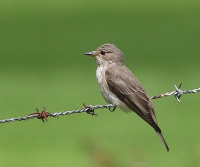 Grauwe Vliegenvanger - Spotted Flycatcher