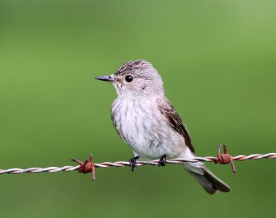 Grauwe Vliegenvanger - Spotted Flycatcher