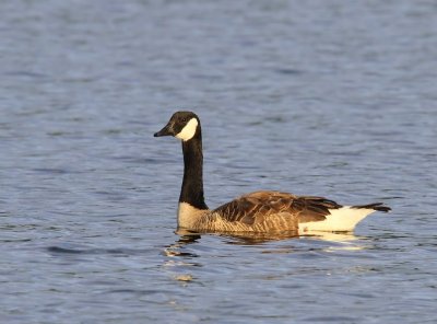 Grote Canadese Gans - Greater Canada Goose