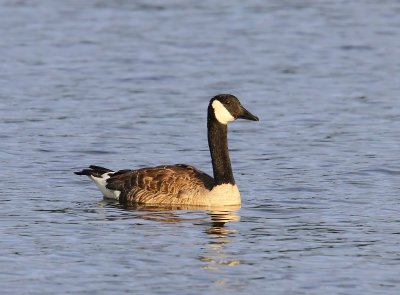 Grote Canadese Gans - Greater Canada Goose