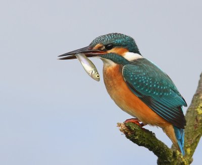 IJsvogel - Common Kingfisher