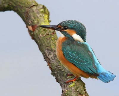 IJsvogel - Common Kingfisher
