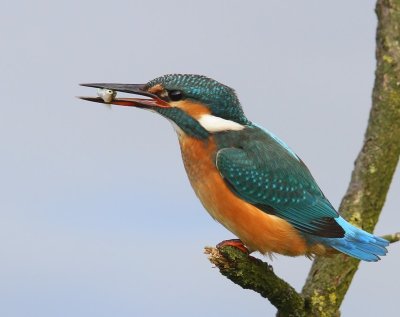IJsvogel - Common Kingfisher