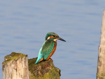 IJsvogel - Common Kingfisher