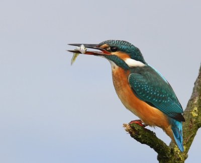 IJsvogel - Common Kingfisher