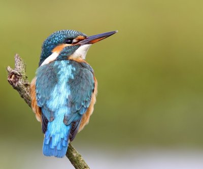 IJsvogel - Common Kingfisher