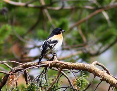 Keep - Brambling