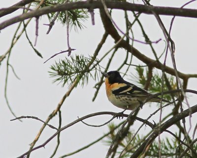 Keep - Brambling