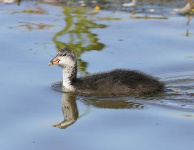 Meerkoet - Eurasian Coot
