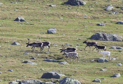 Rendieren -  Reindeer