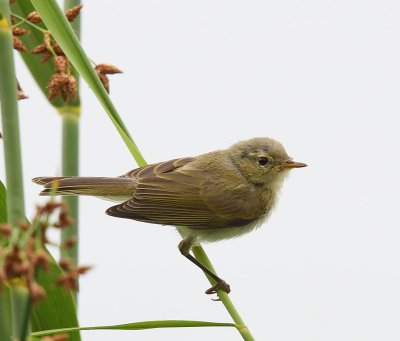 Tjiftjaf - Northern Chiffchaff