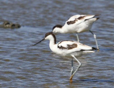 Kluut - Pied Avocet