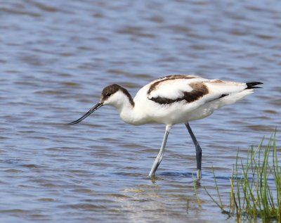 Kluut - Pied Avocet