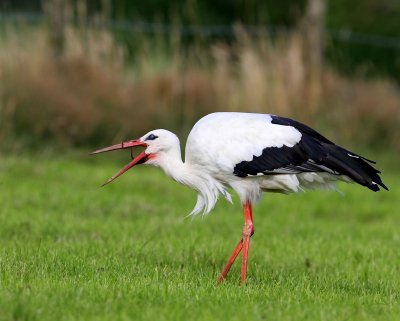 Ooievaar - White Stork