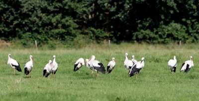 Ooievaars - White Storks