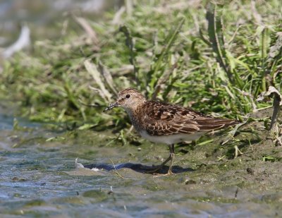 Temmincks Strandloper - Temminck's Stint