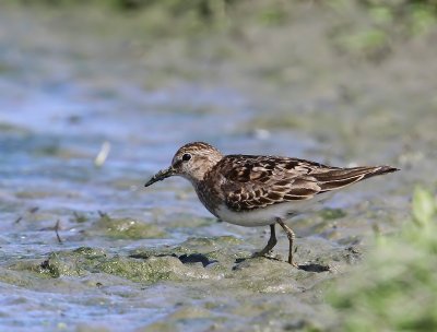 Temmincks Strandloper - Temminck's Stint