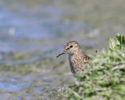 Temmincks Strandloper - Temminck's Stint