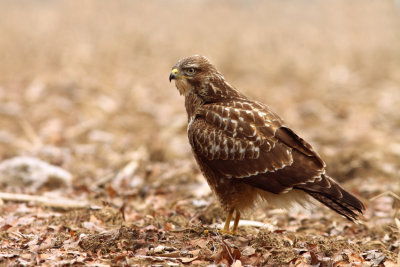 Buizerd2.JPG