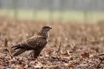 buizerd3.JPG