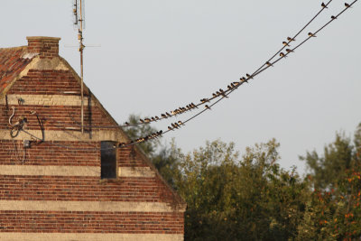 boerenzwaluw telefoondraad2.jpg
