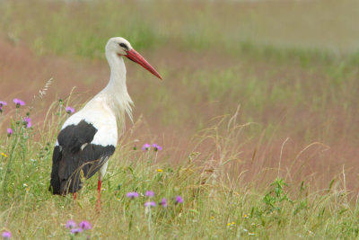 Ooievaar gras 2011-12.jpg