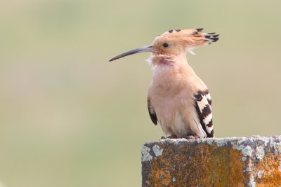 Hop extremadura 2011-1.JPG