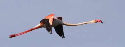 Flamingo 13.jpg