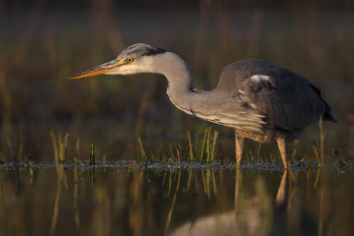 blauwe reiger 2011-4.jpg