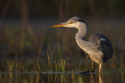 Blauwe reiger 2011-3.jpg