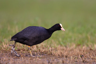 meerkoet 2011-1.jpg