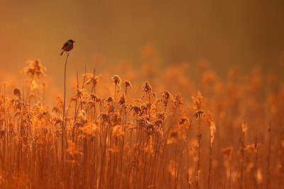 Roodborsttapuit morgenlicht2.jpg
