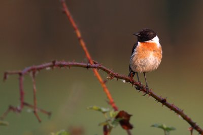 roodborsttapuit bosbeek 2011-2.jpg