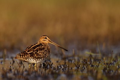 Watersnip 2011-1.JPG