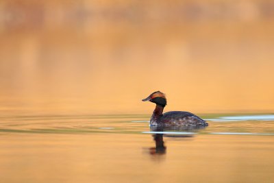 Kuifduiker 2011-2.JPG