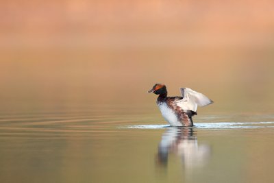 Kuifduiker 2011-3.jpg