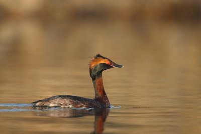 kuifduiker 2011-5.JPG