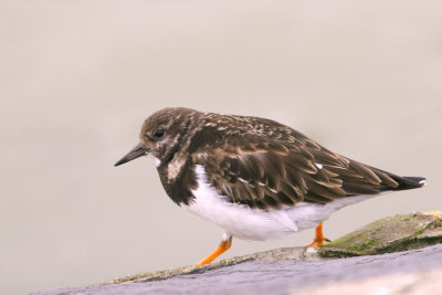 Steenloper 2011-1.jpg