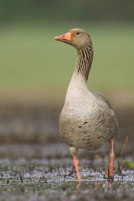 Grauwe gans 2011-1.jpg