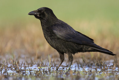 Zwarte kraai 2011-2.jpg
