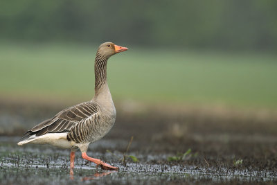 Grauwe gans 2001-2.jpg