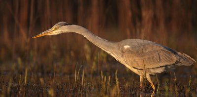 blauwe reiger 2011-5.jpg