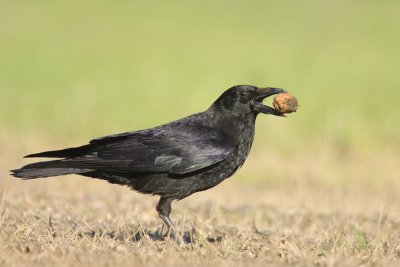 zwarte kraai met noot.jpg