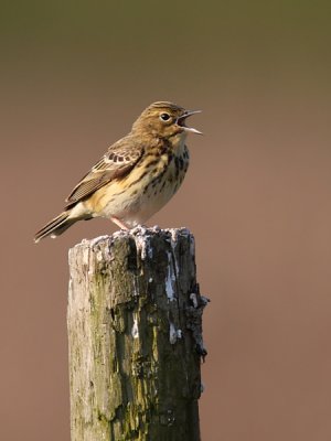 Boompieper 2011-1.jpg